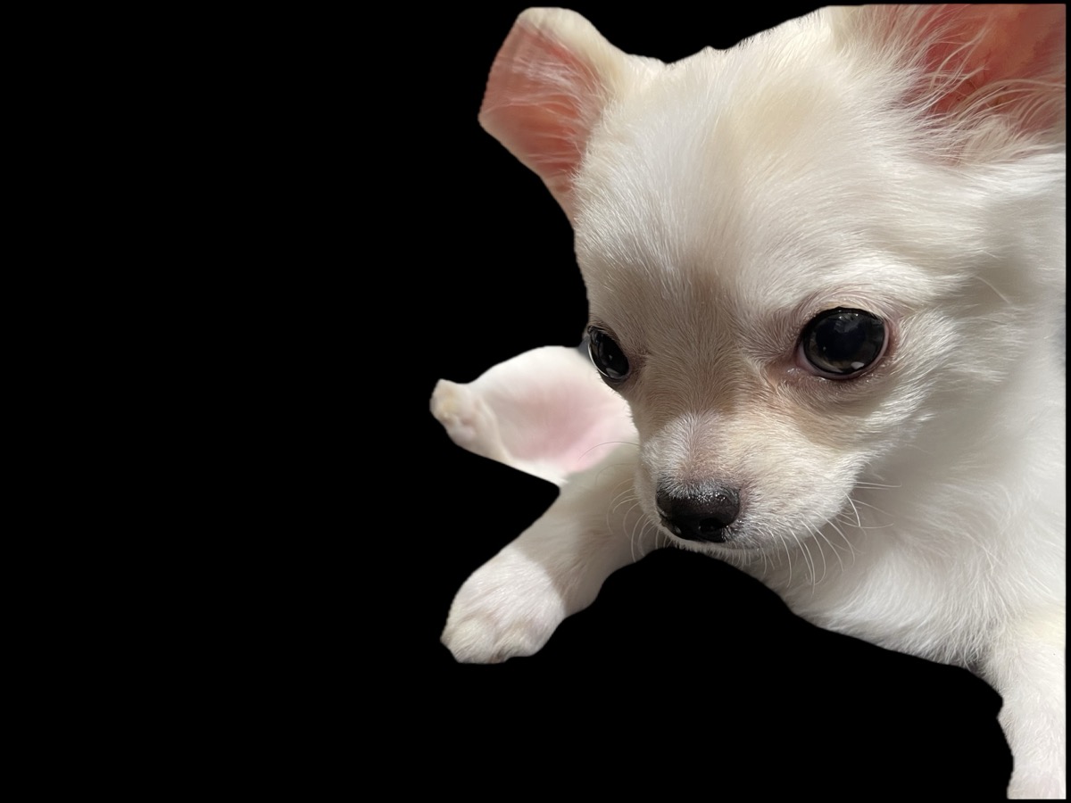 我が家にやってきたルルちゃん