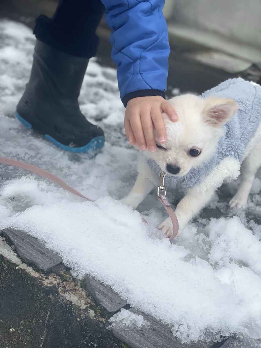 雪国チワワの初お散歩