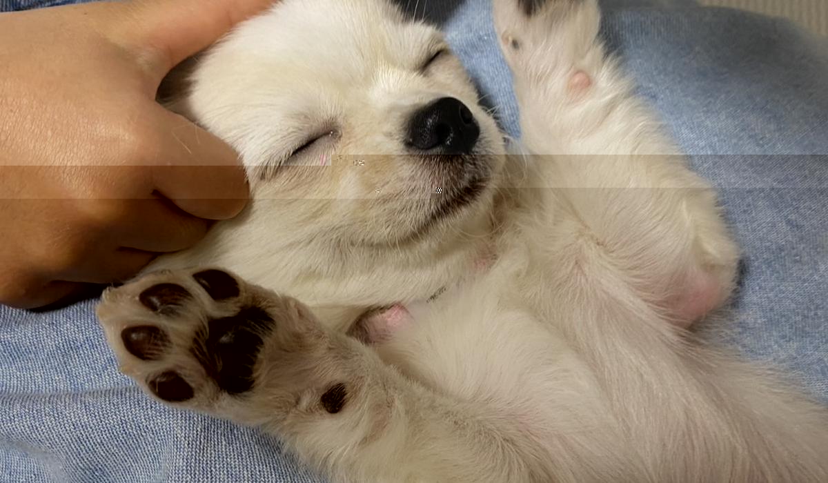 チワワのルルちゃんと褒める子育て