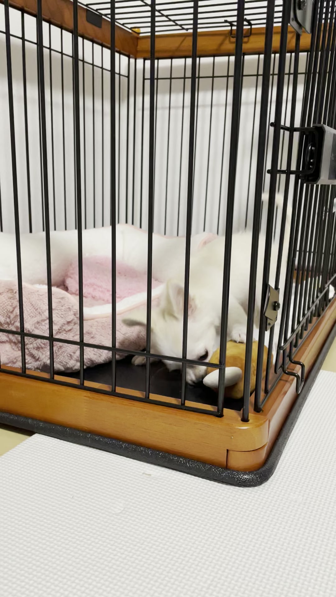 ルルちゃんが我が家にやってきた日